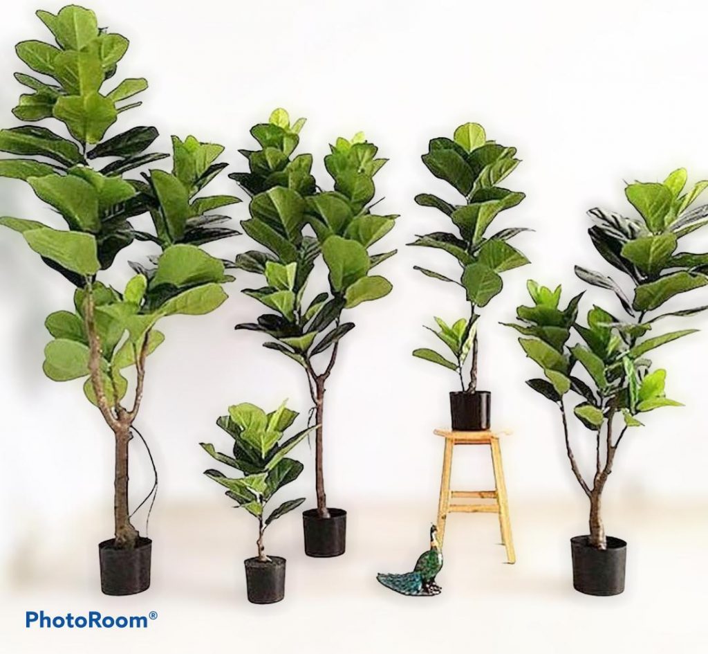 FIDDLE FIG PREMIUM – Era nona